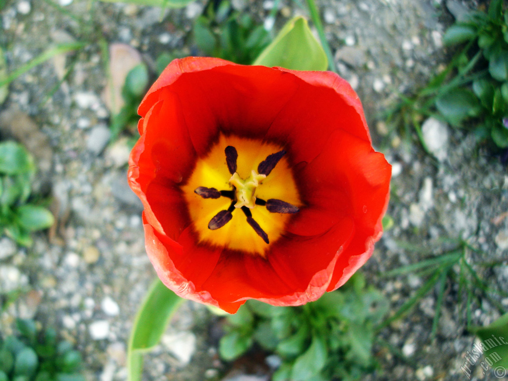 Red Turkish-Ottoman Tulip photo.
