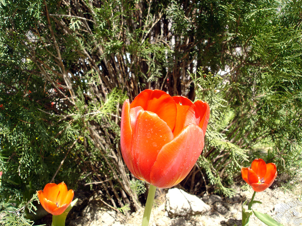 Red Turkish-Ottoman Tulip photo.
