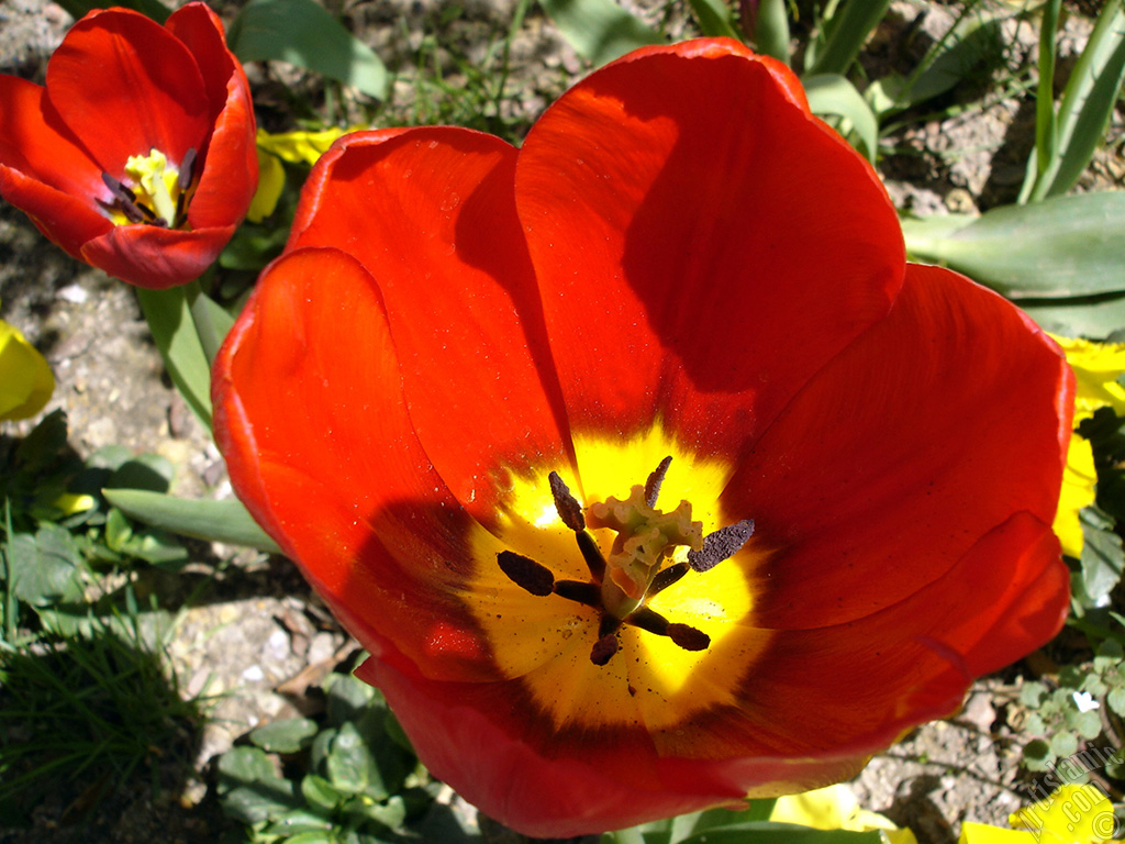 Red Turkish-Ottoman Tulip photo.
