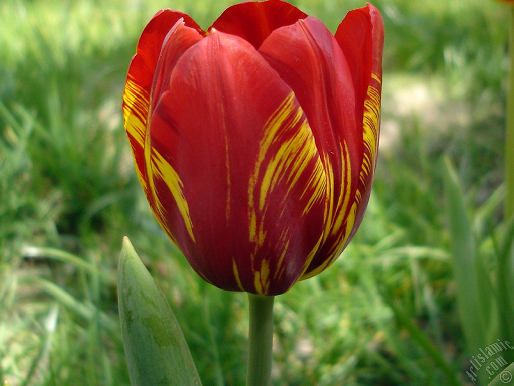 Red-yellow color Turkish-Ottoman Tulip photo.
