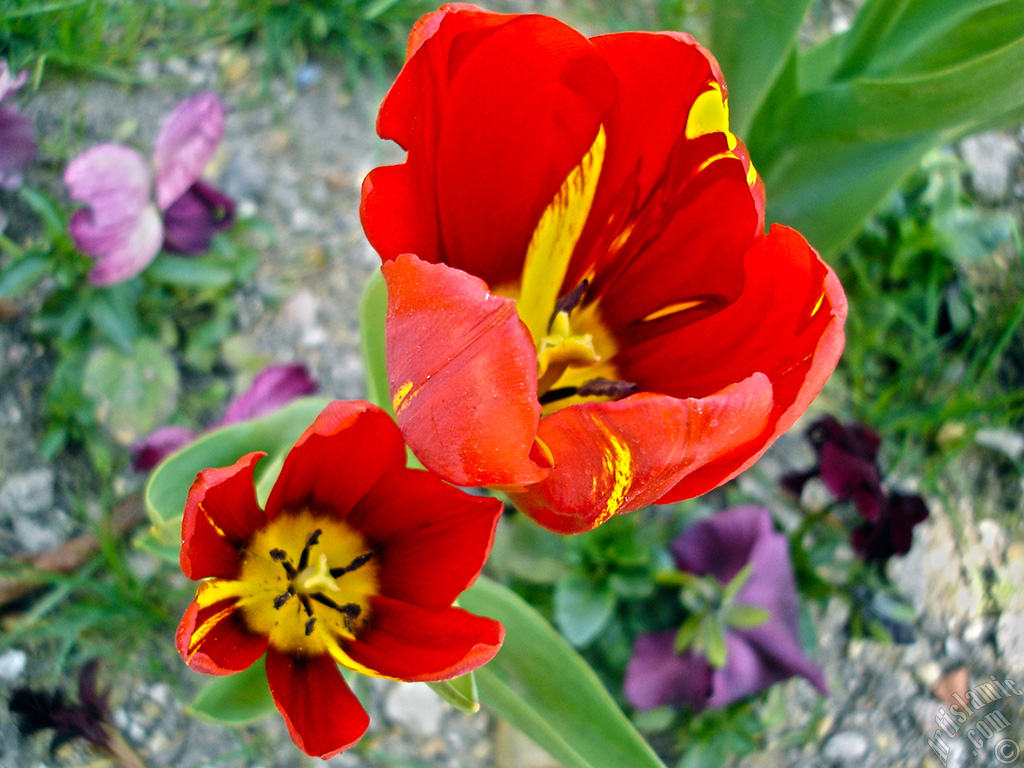 Red-yellow color Turkish-Ottoman Tulip photo.
