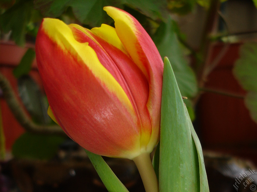 Red-yellow color Turkish-Ottoman Tulip photo.
