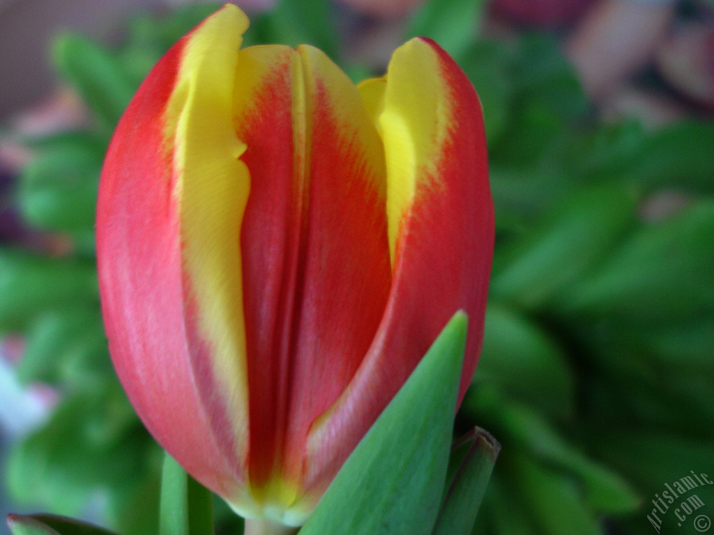 Red-yellow color Turkish-Ottoman Tulip photo.
