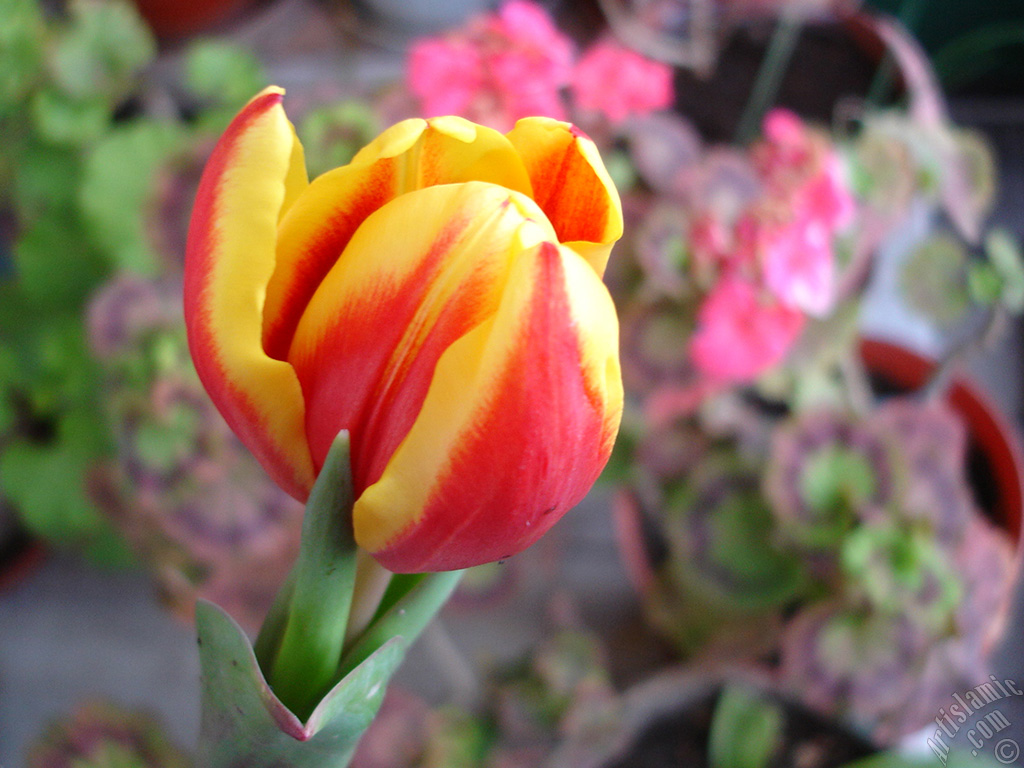 Red-yellow color Turkish-Ottoman Tulip photo.
