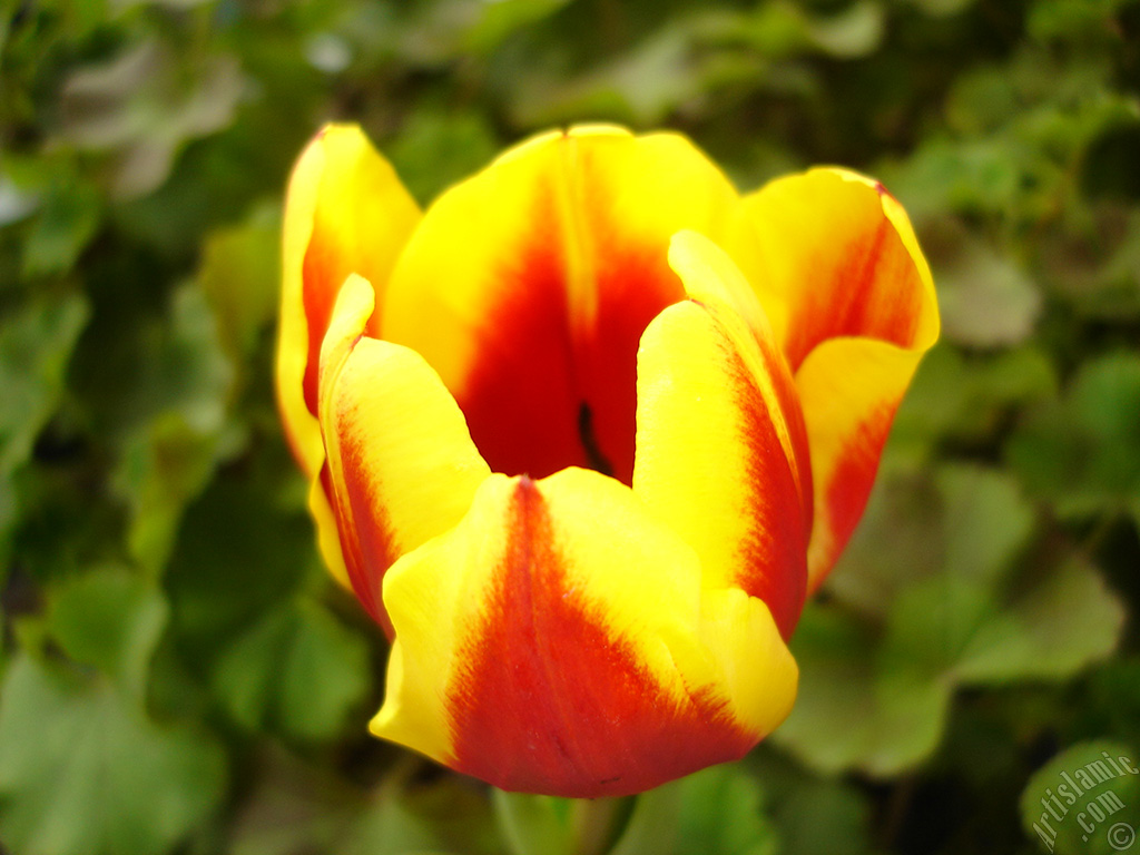 Red-yellow color Turkish-Ottoman Tulip photo.
