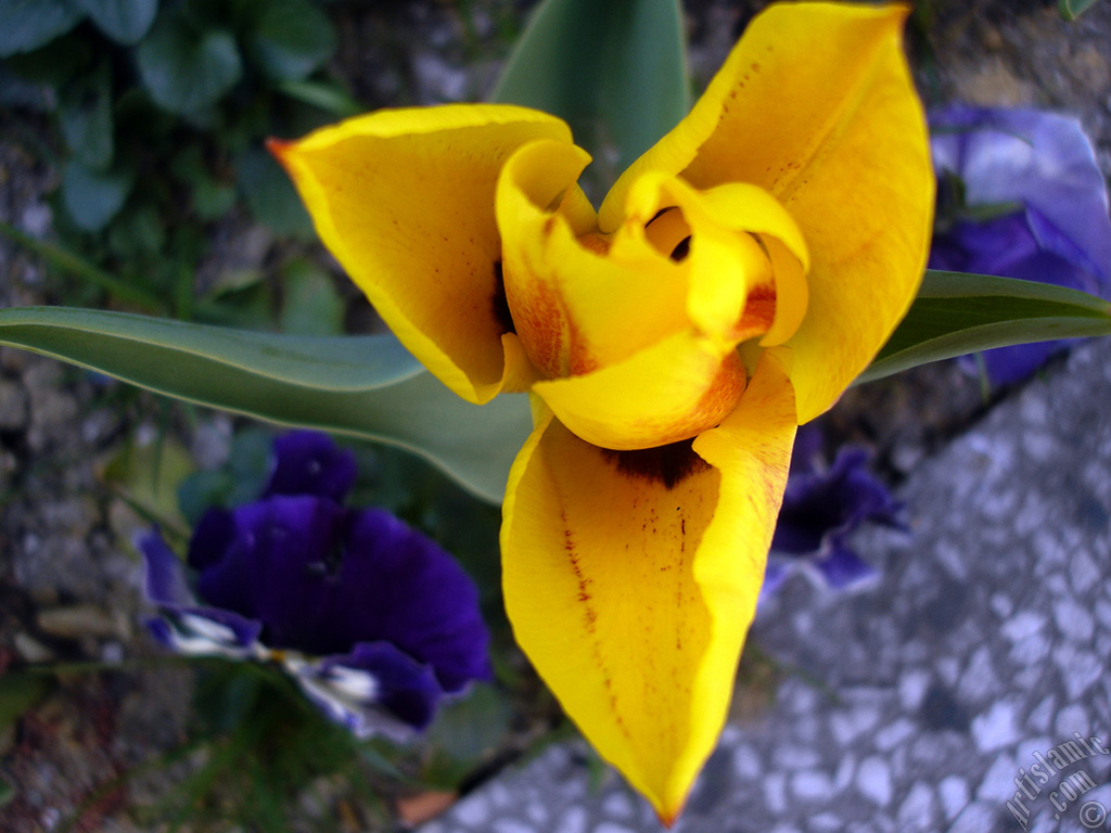 Yellow color Turkish-Ottoman Tulip photo.
