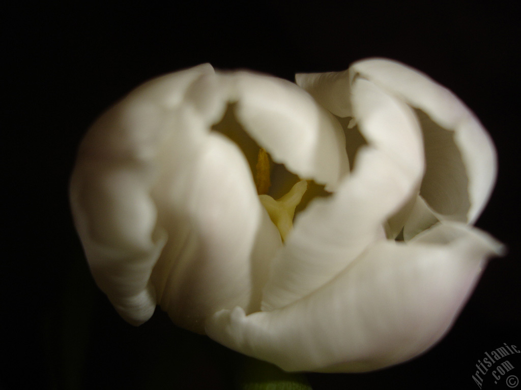 White color Turkish-Ottoman Tulip photo.
