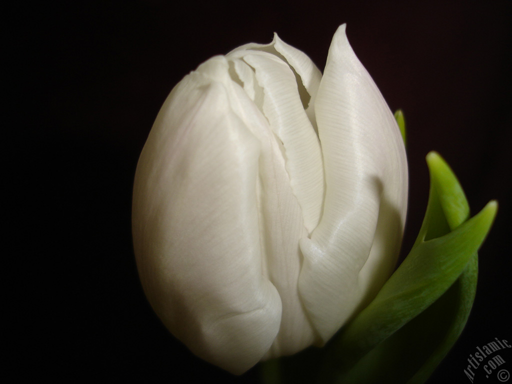 White color Turkish-Ottoman Tulip photo.
