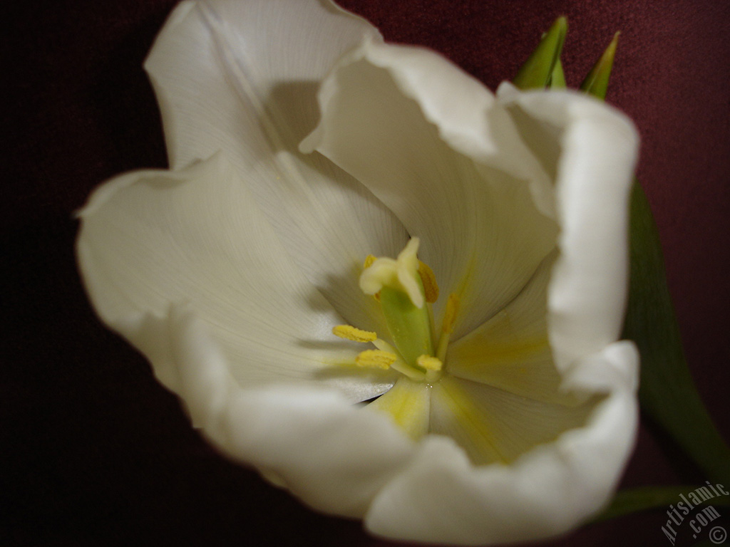 White color Turkish-Ottoman Tulip photo.
