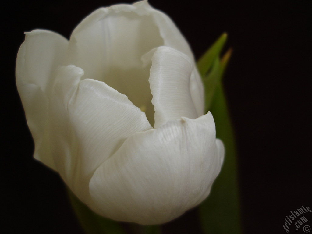 White color Turkish-Ottoman Tulip photo.
