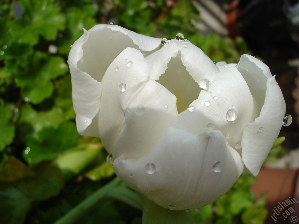 White color Turkish-Ottoman Tulip photo.
