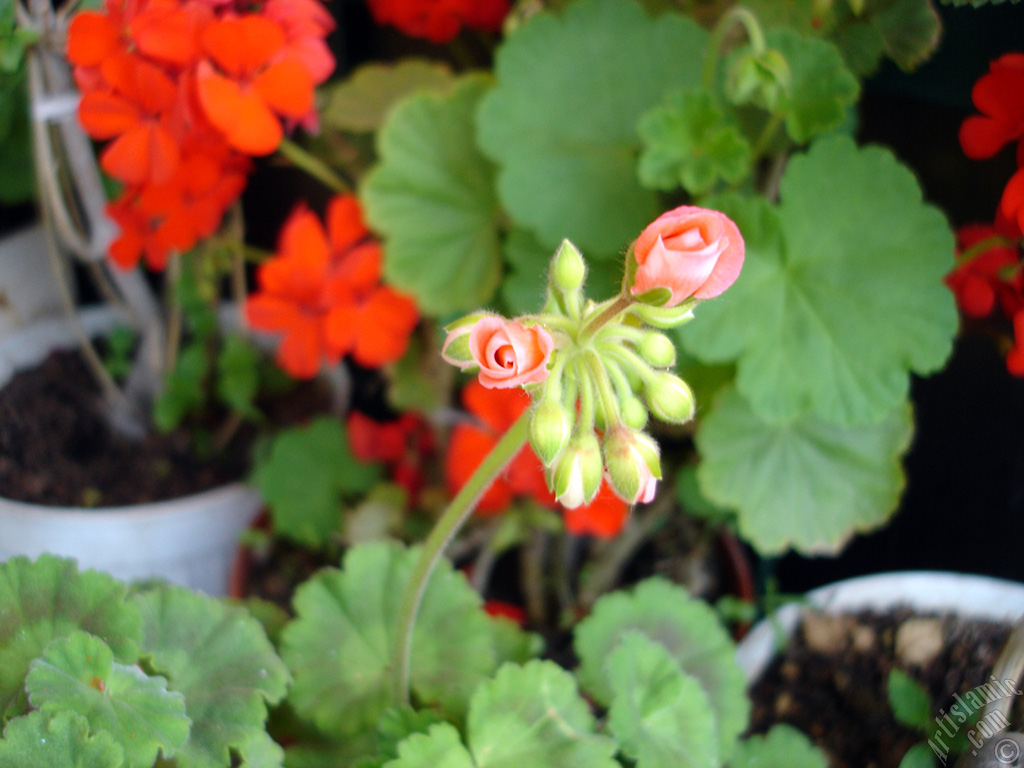 Red Colored Pelargonia -Geranium- flower.
