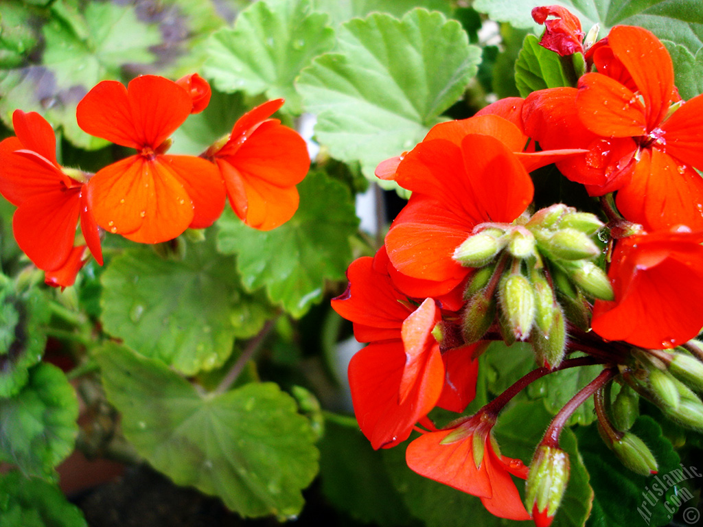 Red Colored Pelargonia -Geranium- flower.
