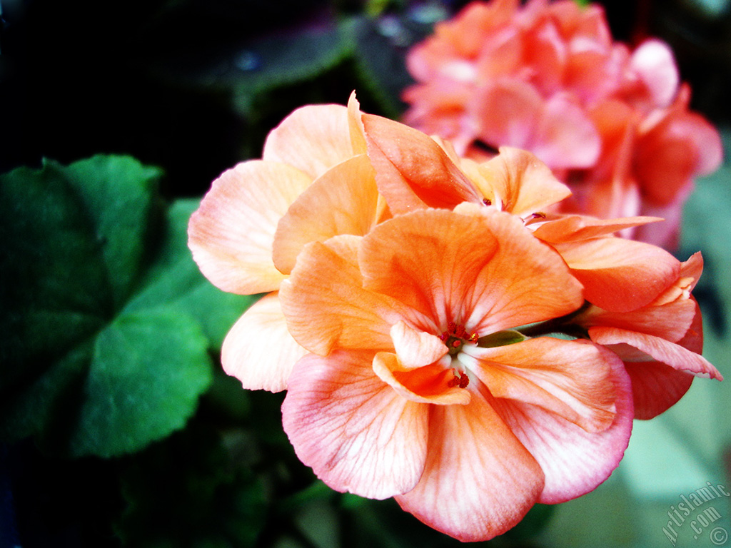 Pink Colored Pelargonia -Geranium- flower.
