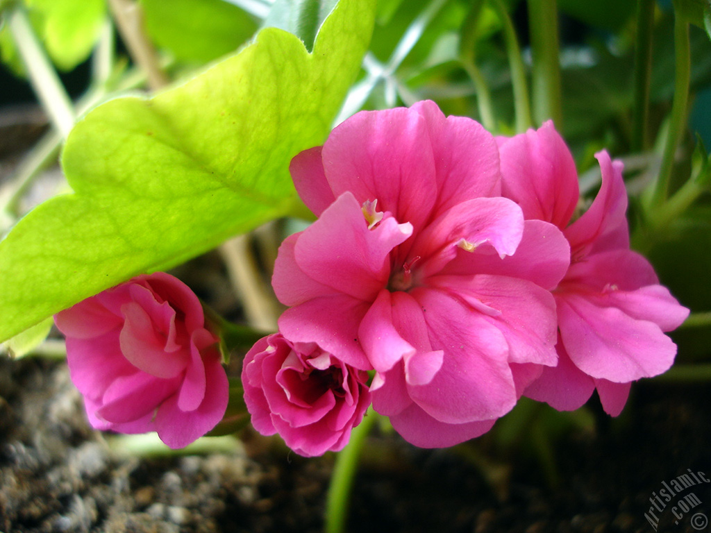 Pink Colored Pelargonia -Geranium- flower.
