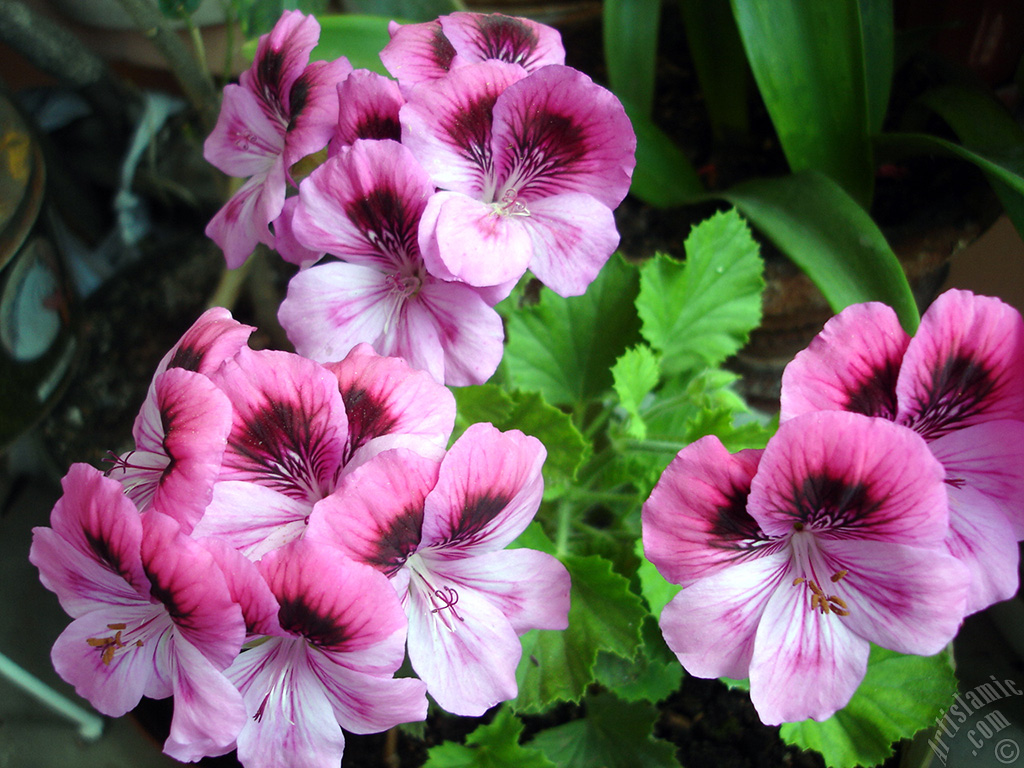 Dark pink mottled Pelargonia -Geranium- flower.
