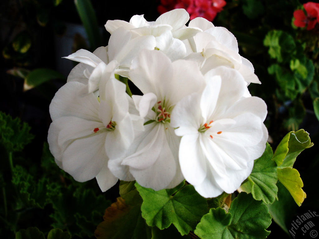 White color Pelargonia -Geranium- flower.
