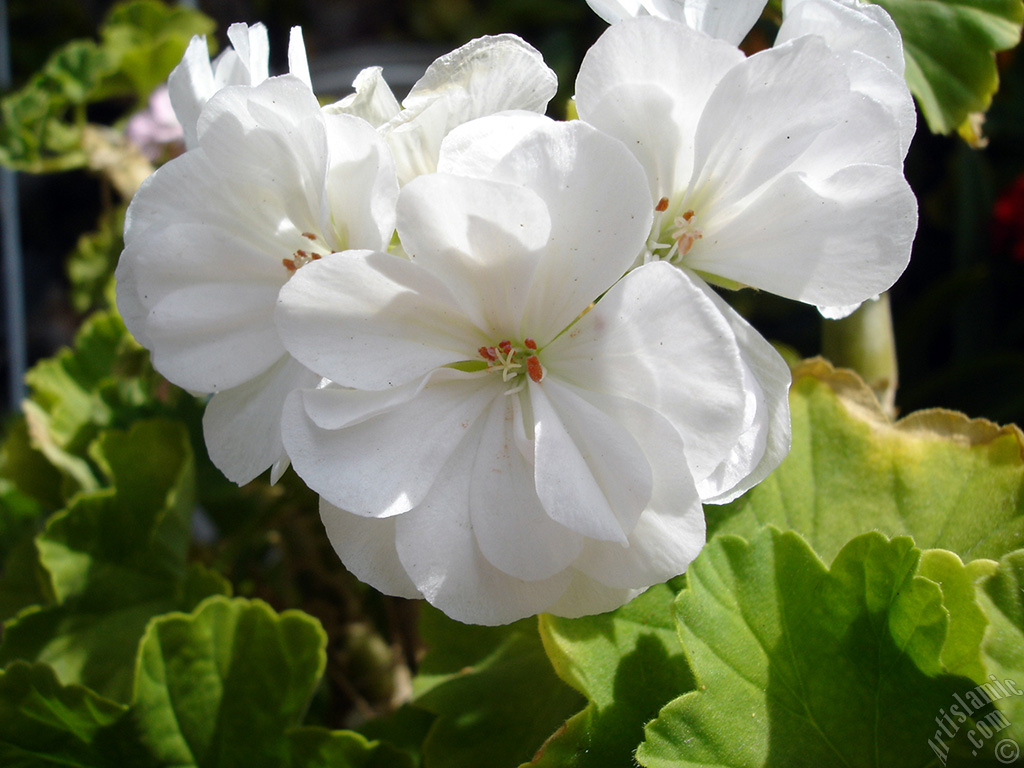 White color Pelargonia -Geranium- flower.
