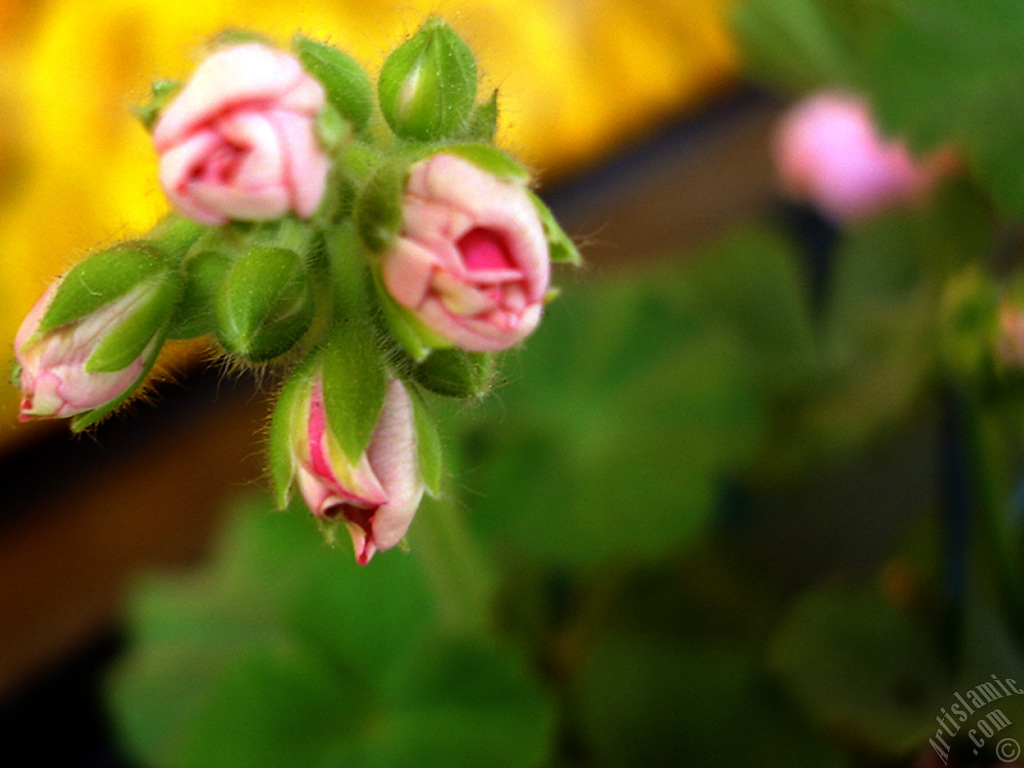 Newly coming out pink color Pelargonia -Geranium- flower.
