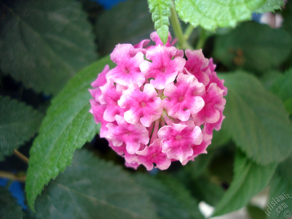 Lantana camara -bush lantana- flower.
