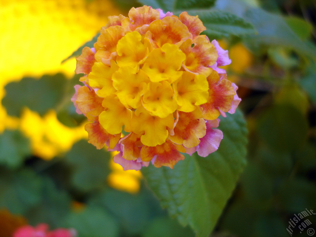 Lantana camara -bush lantana- flower.
