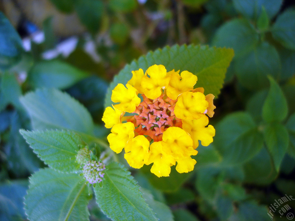 Lantana camara -bush lantana- flower.
