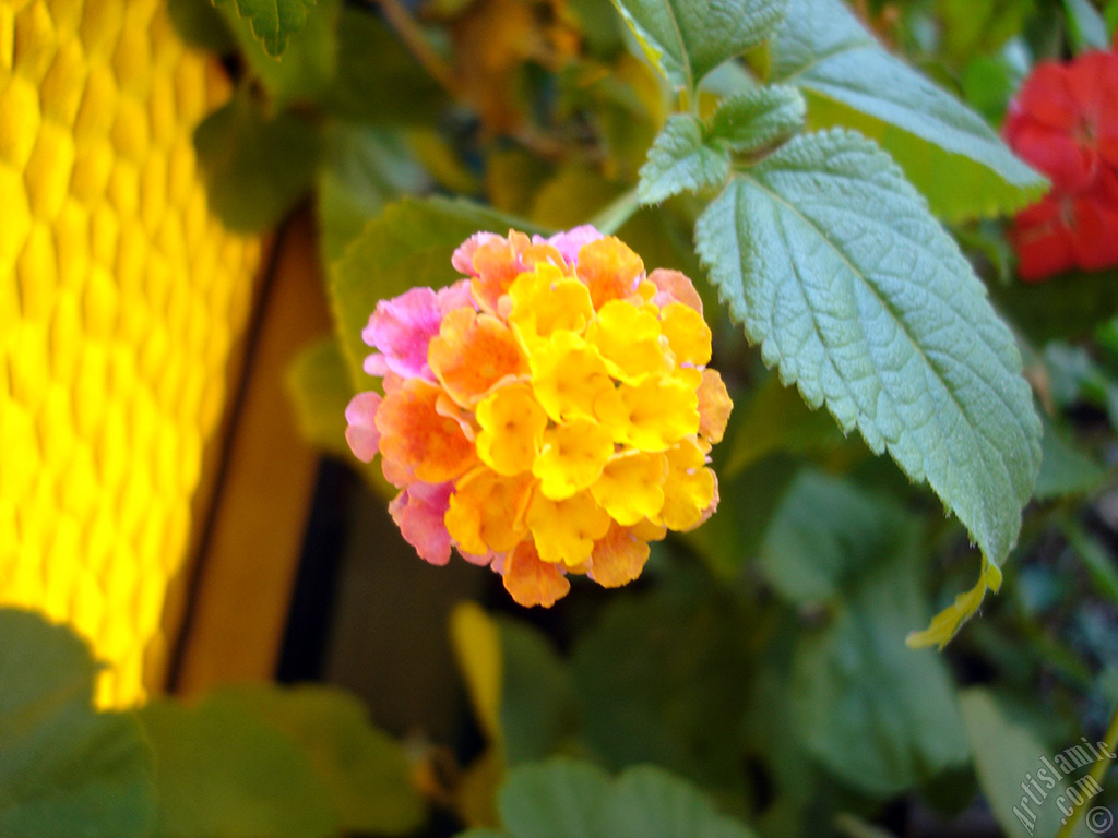 Lantana camara -bush lantana- flower.
