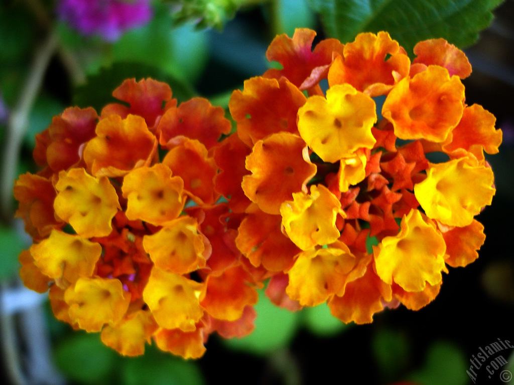 Lantana camara -bush lantana- flower.
