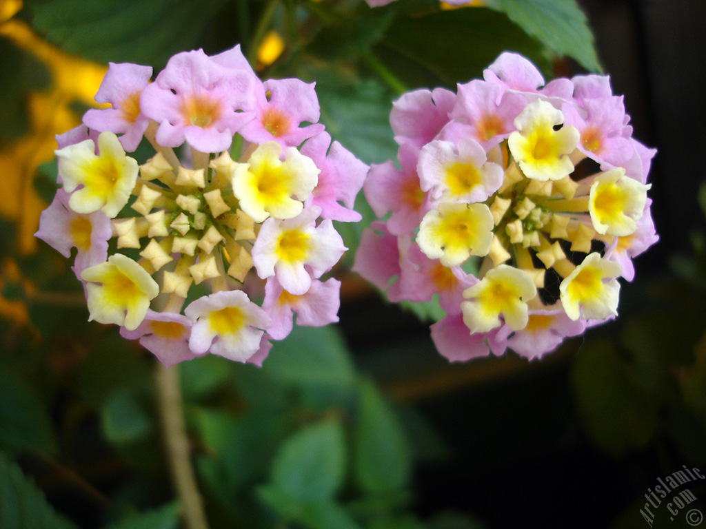 Lantana camara -bush lantana- flower.
