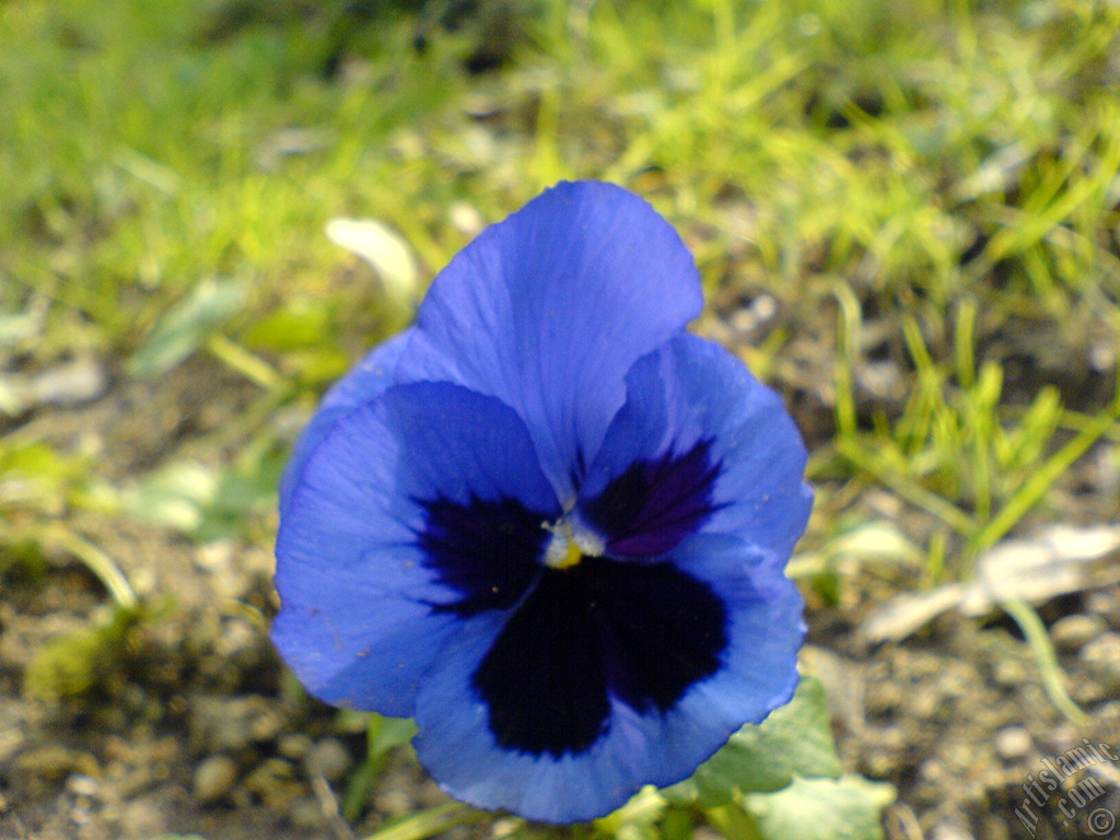 Dark blue color Viola Tricolor -Heartsease, Pansy, Multicoloured Violet, Johnny Jump Up- flower.
