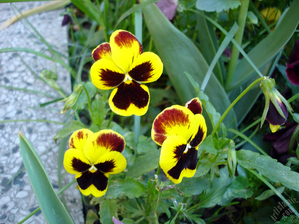 Yellow color Viola Tricolor -Heartsease, Pansy, Multicoloured Violet, Johnny Jump Up- flower.
