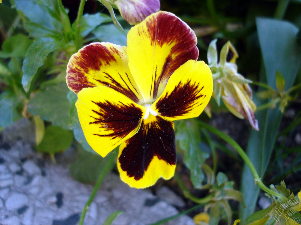 Yellow color Viola Tricolor -Heartsease, Pansy, Multicoloured Violet, Johnny Jump Up- flower.
