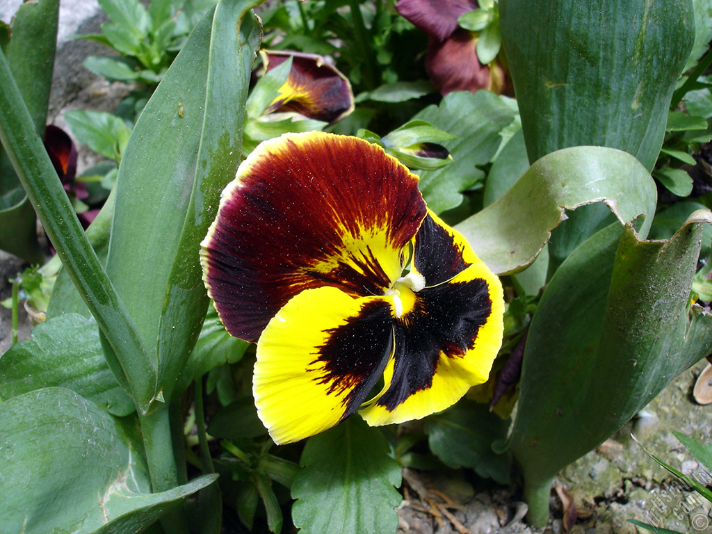 Yellow color Viola Tricolor -Heartsease, Pansy, Multicoloured Violet, Johnny Jump Up- flower.
