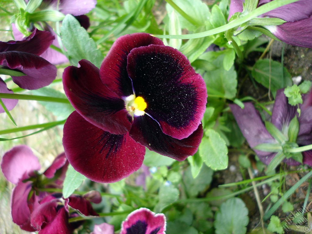 Burgundy color Viola Tricolor -Heartsease, Pansy, Multicoloured Violet, Johnny Jump Up- flower.
