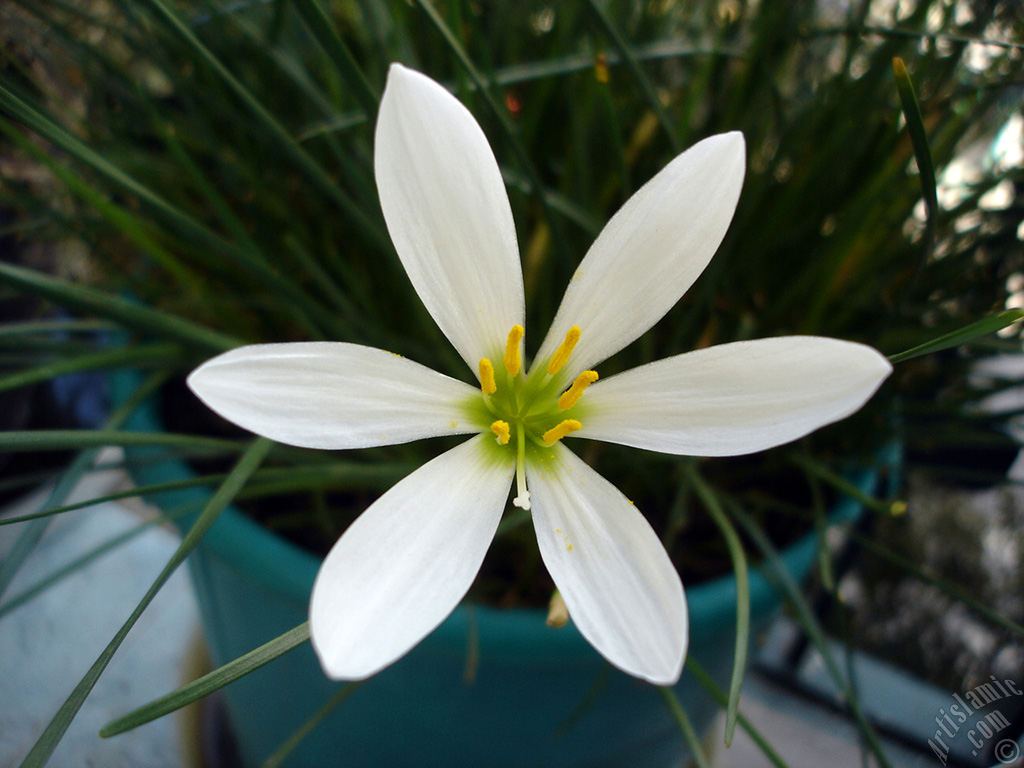 White color flower similar to lily.
