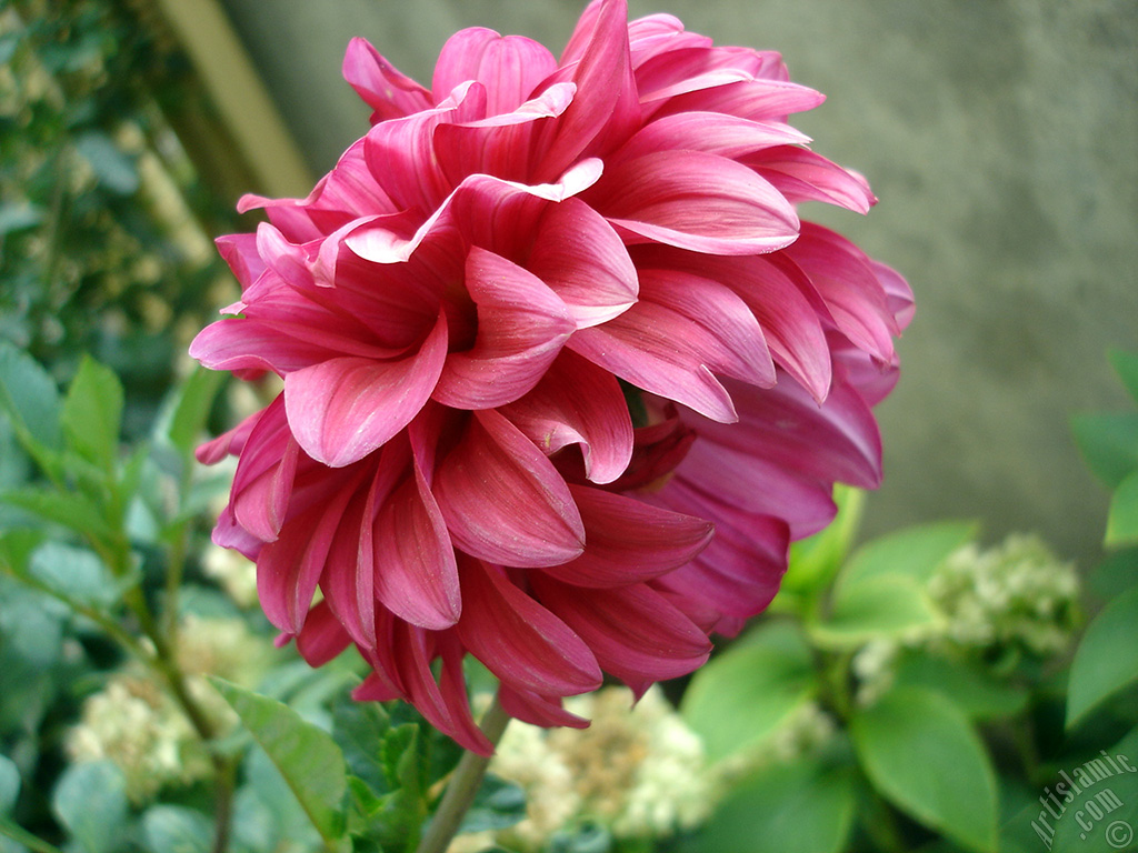 Papatyagiller iek ailesine mensup Yldz (Dahlia) iei resmi.
