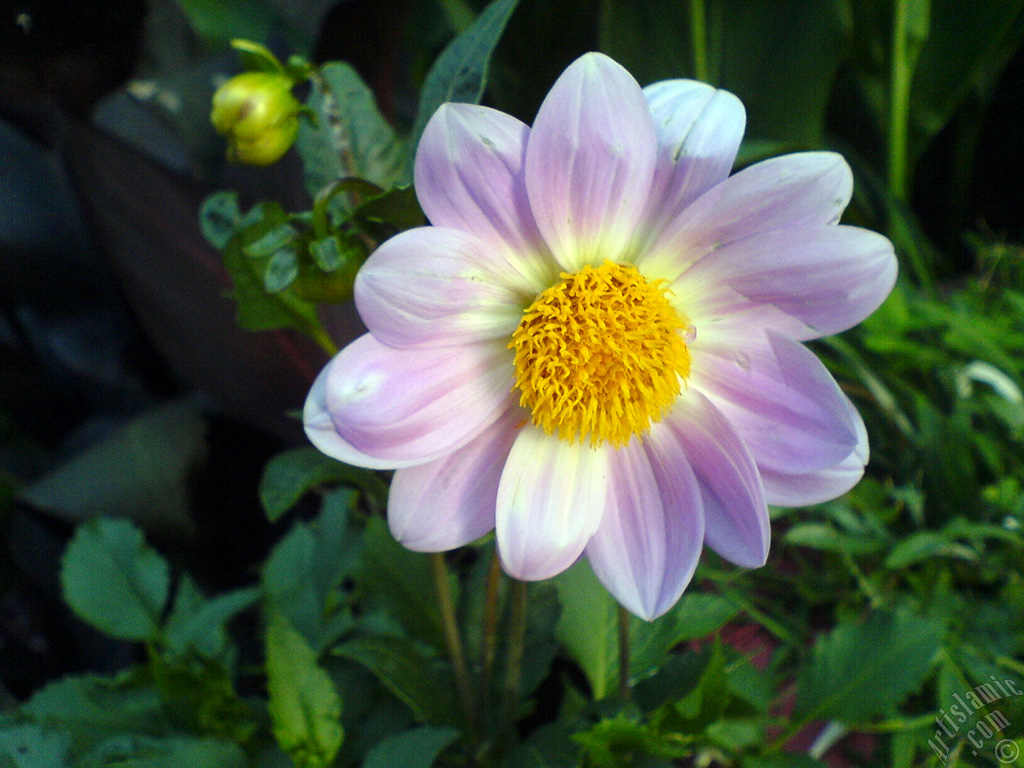 Dahlia flower.
