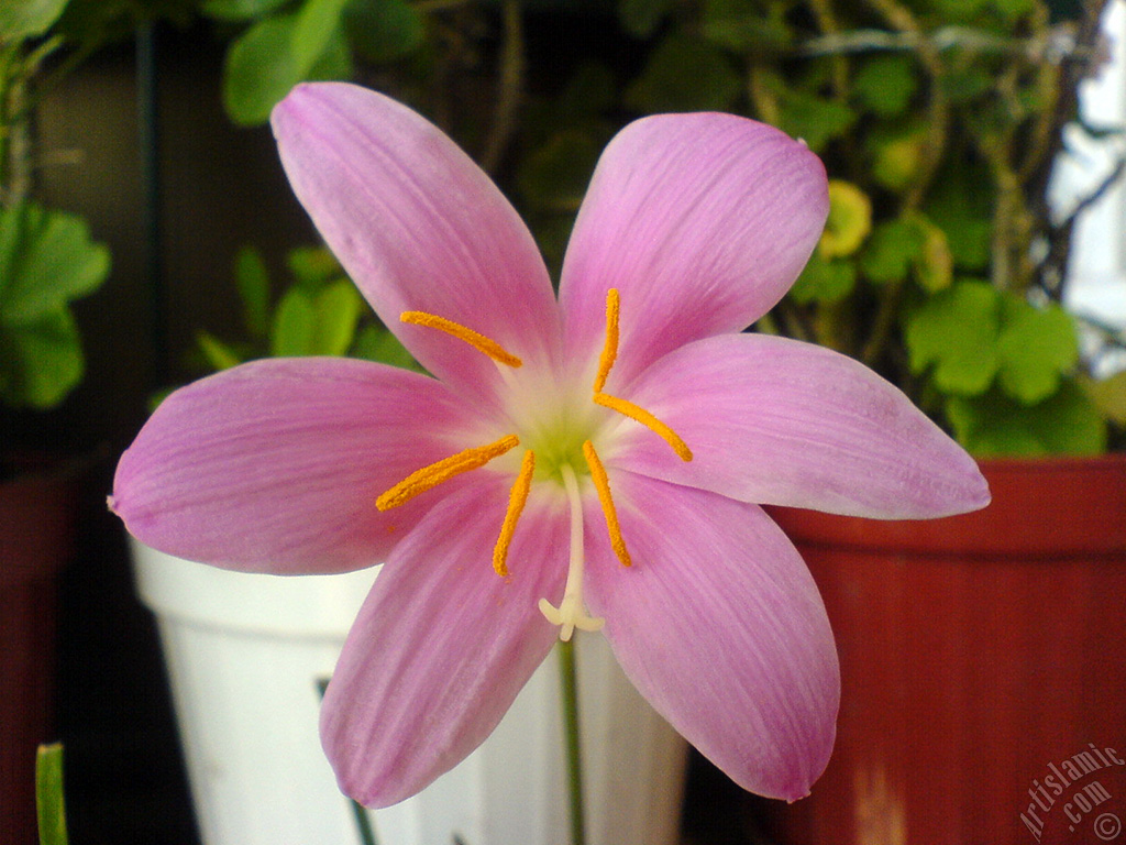 Pink color flower similar to lily.
