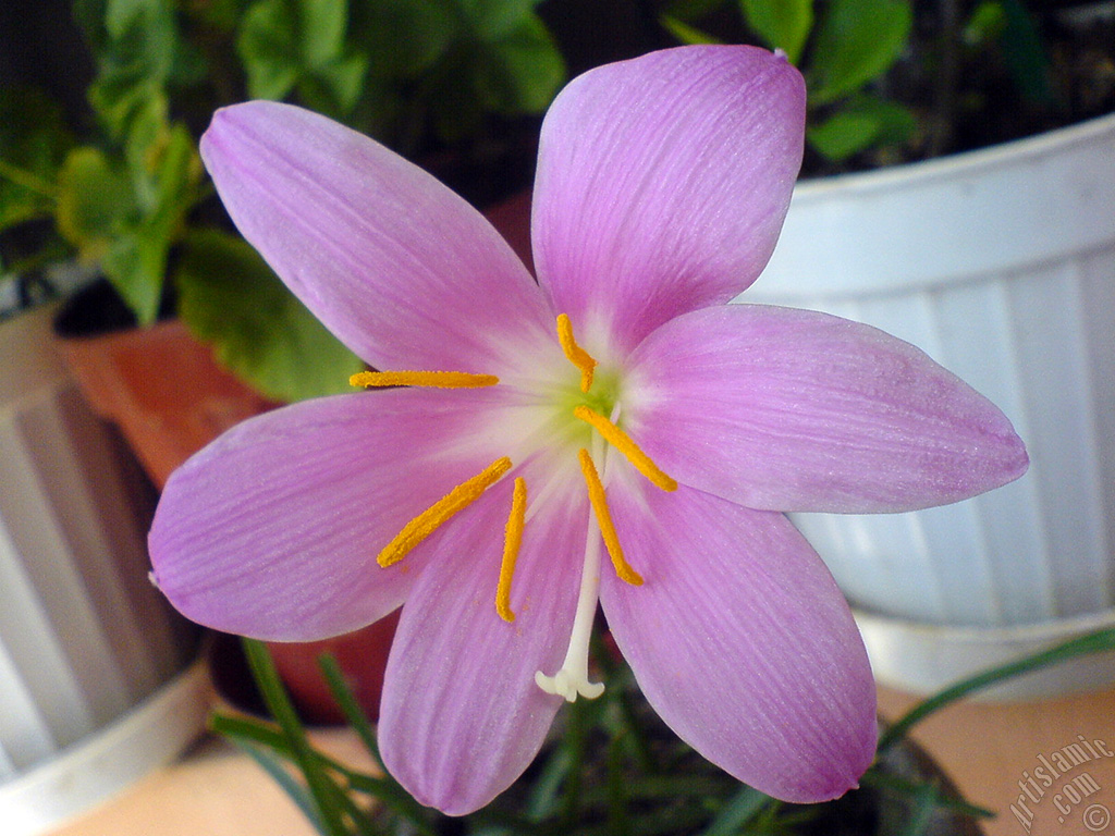 Pink color flower similar to lily.
