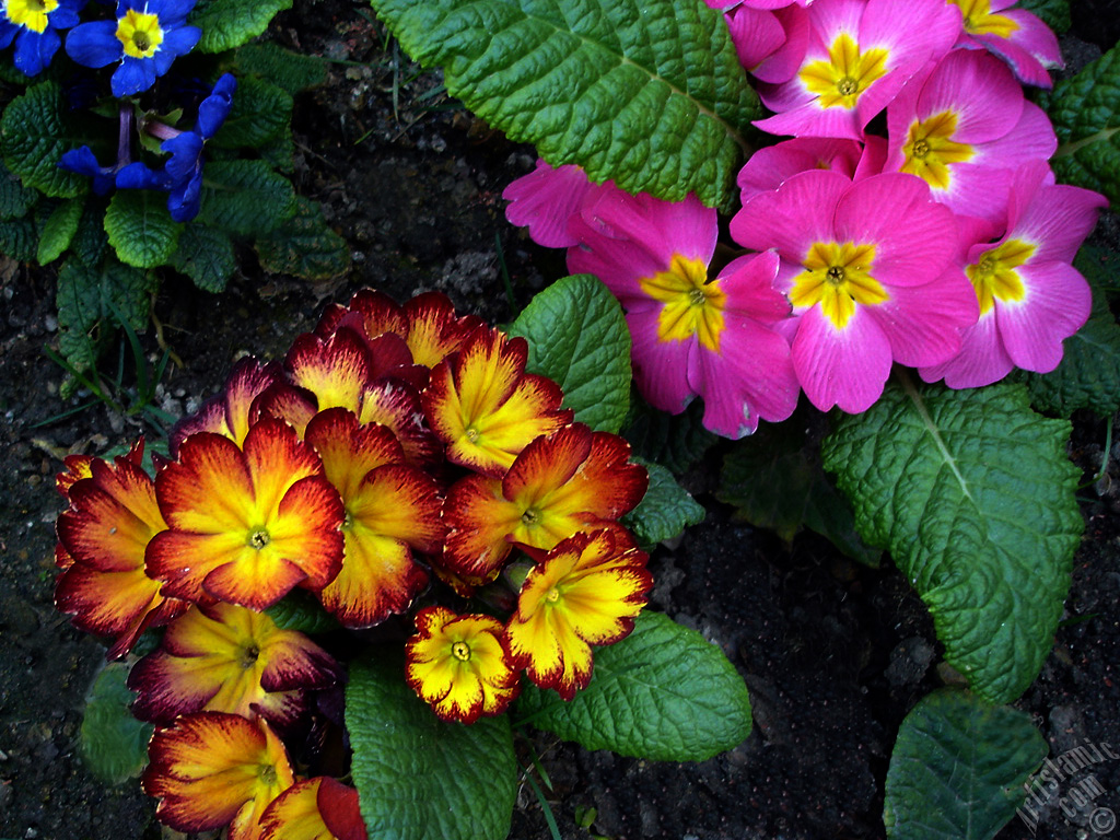 A primrose flower photo.
