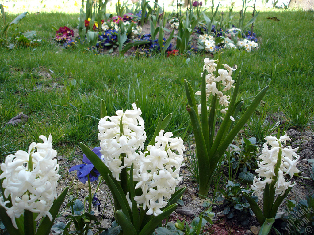 White color Hyacinth flower.
