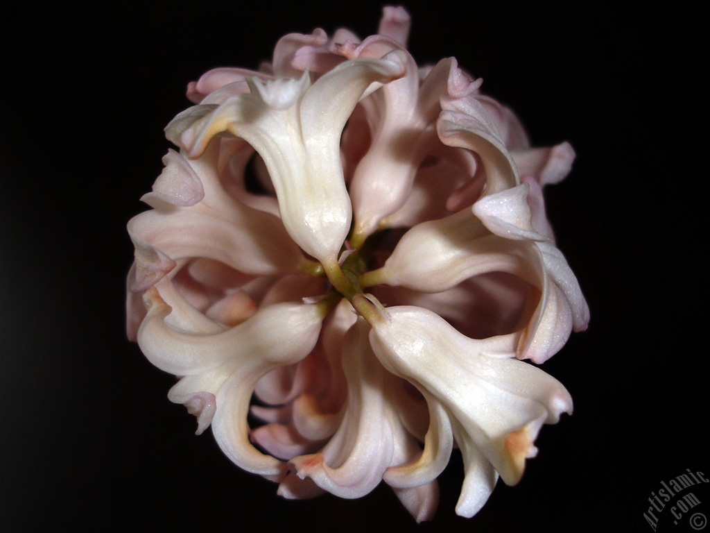 Pink color Hyacinth flower.
