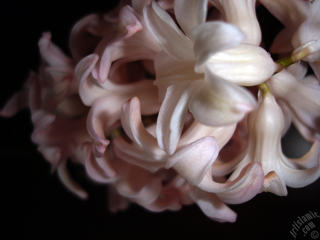 Pink color Hyacinth flower.
