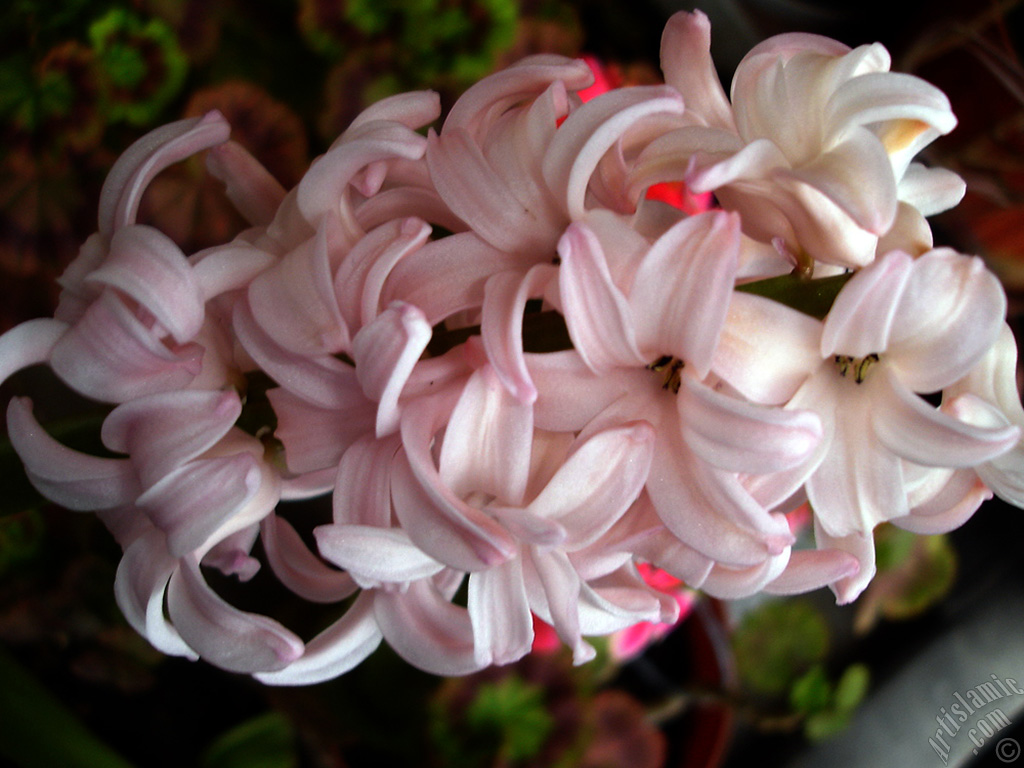 Pink color Hyacinth flower.
