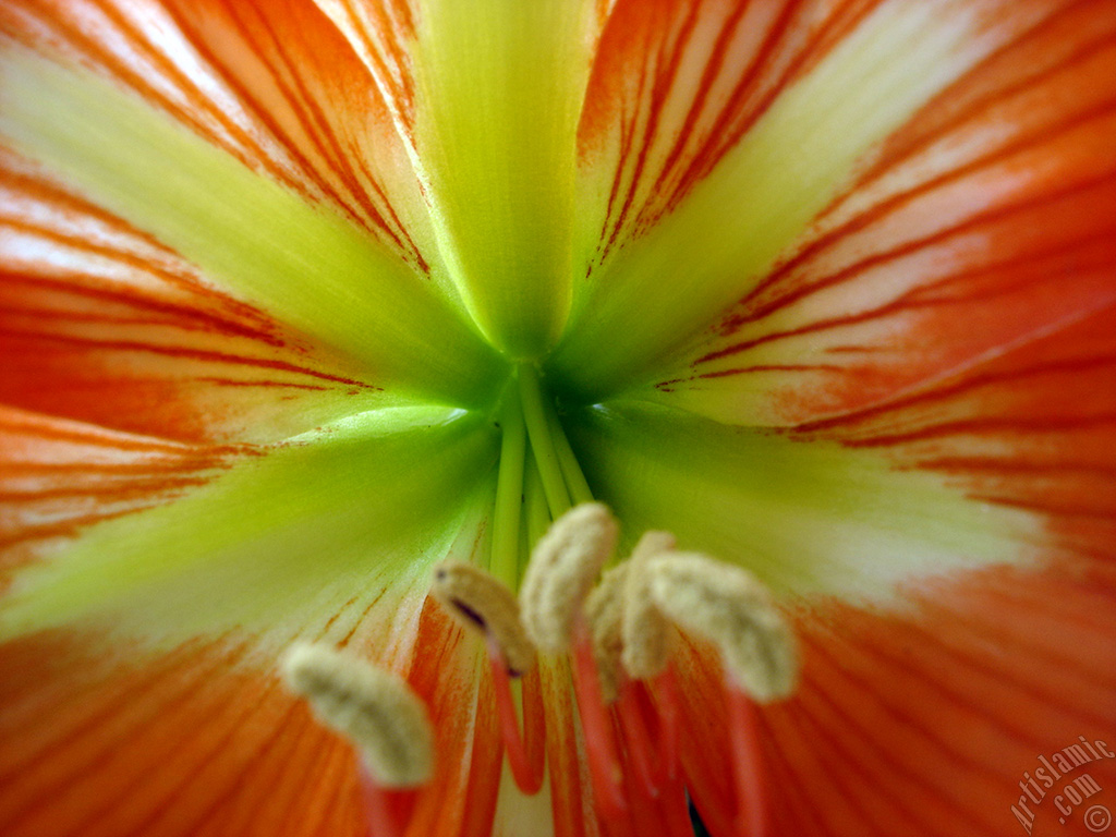 Red color amaryllis flower.
