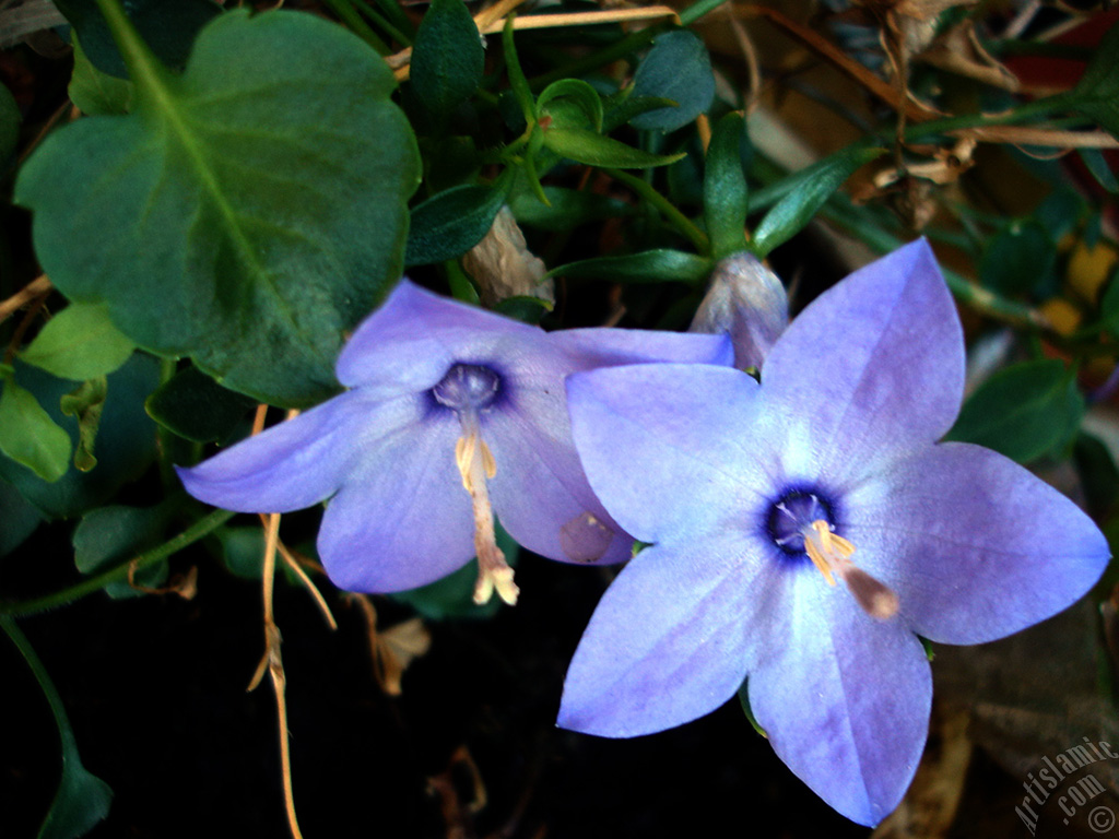 Balloon Flower -Chinese Bellflower-.
