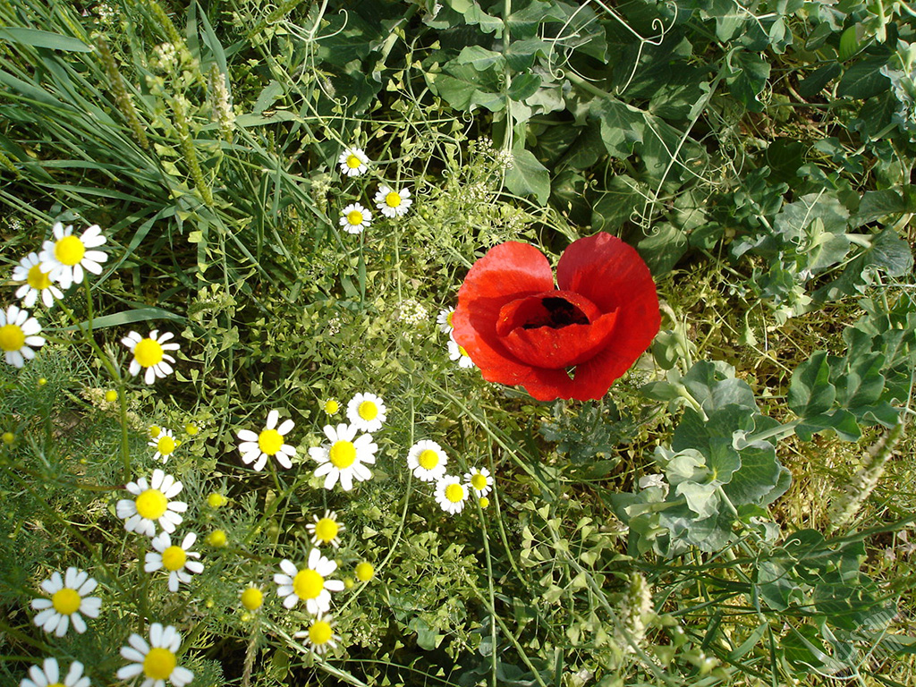 Red poppy flower.
