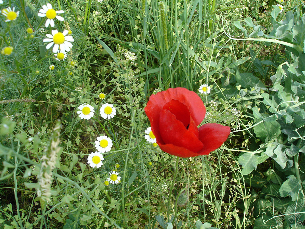 Red poppy flower.
