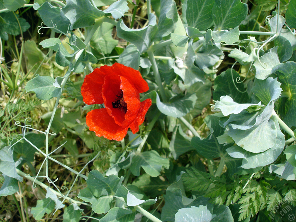 Red poppy flower.
