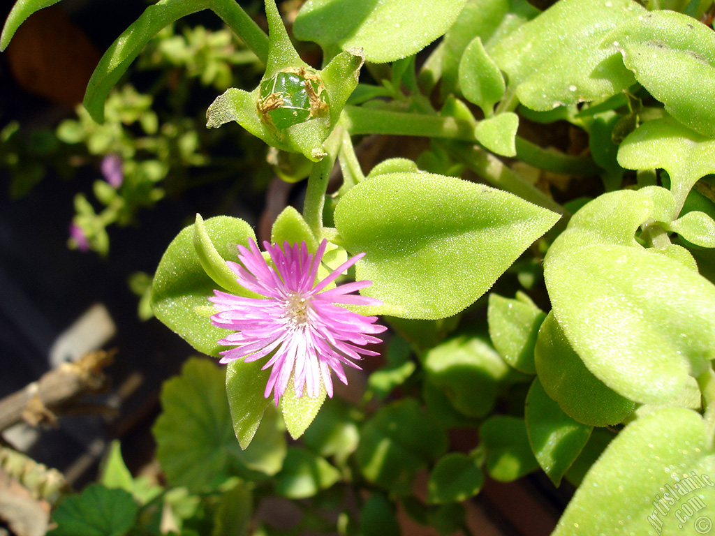 Heartleaf Iceplant -Baby Sun Rose, Rock rose- with pink flowers.
